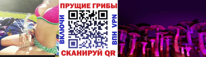 Псилоцибиновые грибы Cubensis Северск